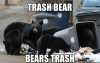 trash-bear-bears-trash-makeameme-org-trash-bear-bears-trash-53389433.png