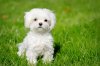 Dog-Maltese.jpg