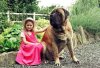Dog_Mastiff.jpg