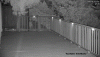 Fox With A Bird.gif