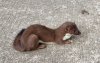 Weasel.jpg