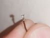 pin-female.jpg