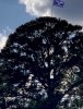 Trump Tree Sign.jpg
