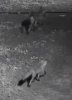 fox-kit.JPG